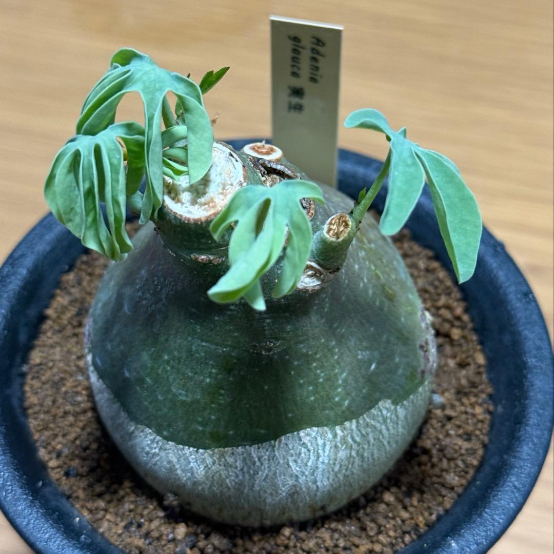 アデニアグラウカ 幹幅6.0cm 実生 美しい樹形 塊根植物 コーデックス