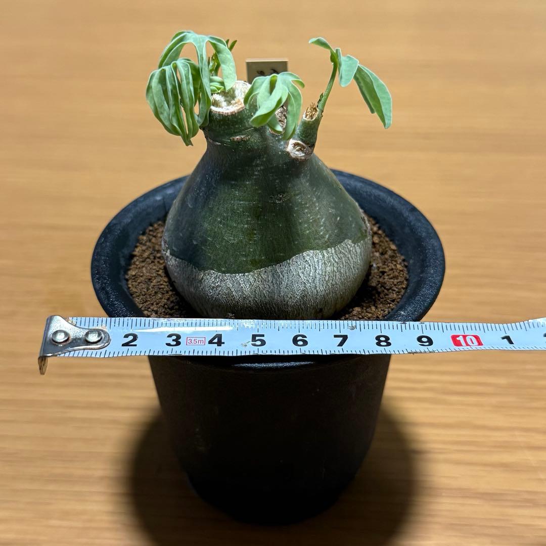 アデニアグラウカ 幹幅6.0cm 実生 美しい樹形 塊根植物 コーデックス