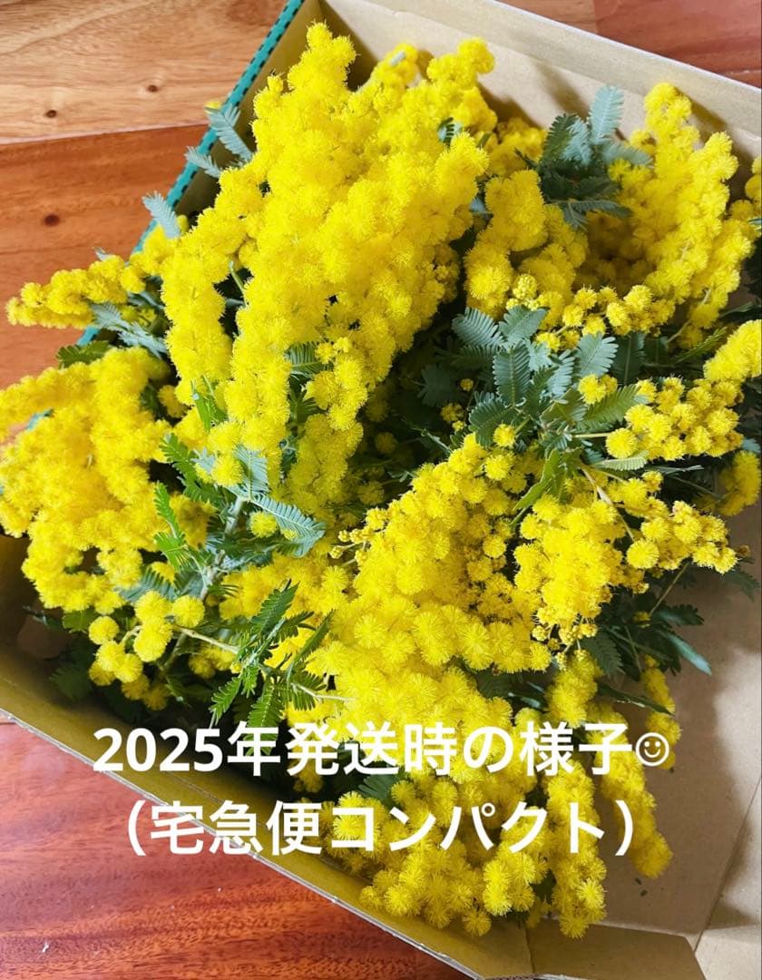 ☺︎2026年予約☺︎】フレッシュ ミモザ アカシア 蕾 ドライフラワー