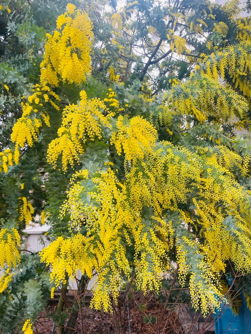 ☺︎2026年予約☺︎】フレッシュ ミモザ アカシア 蕾 ドライフラワー