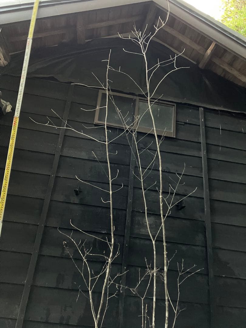 山採り　アオダモ　コバノガマズミ　混合株