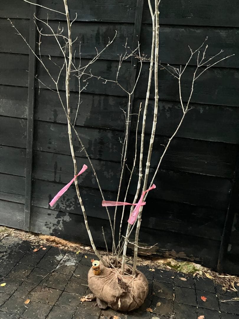 山採り　アオダモ　コバノガマズミ　混合株