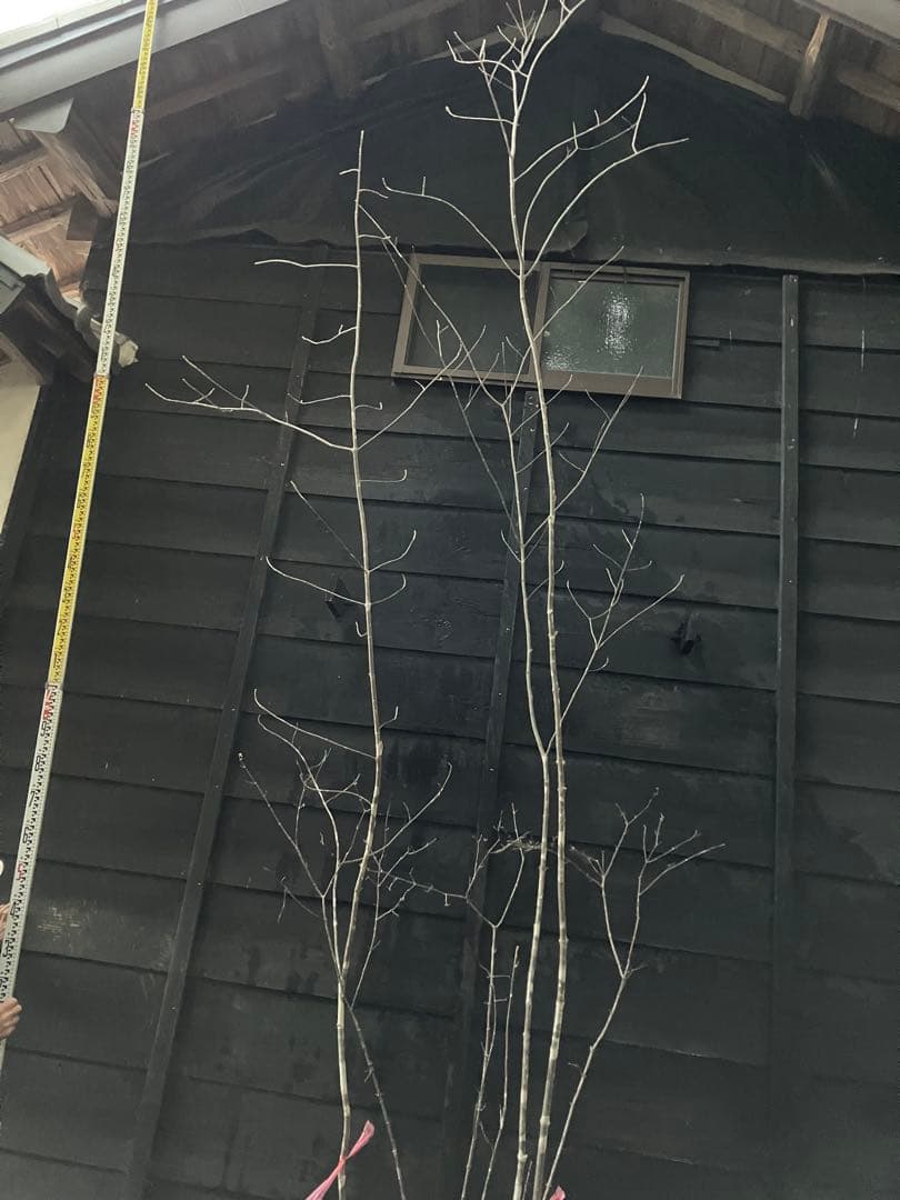 山採り　アオダモ　コバノガマズミ　混合株