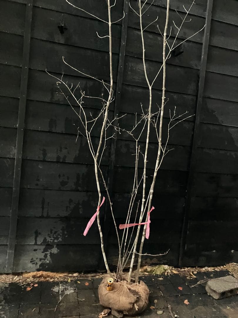 山採り　アオダモ　コバノガマズミ　混合株