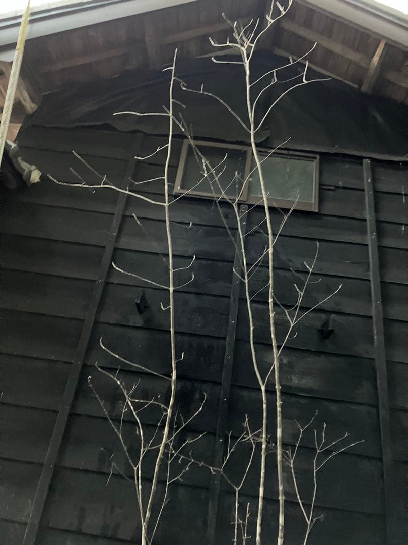 山採り　アオダモ　コバノガマズミ　混合株