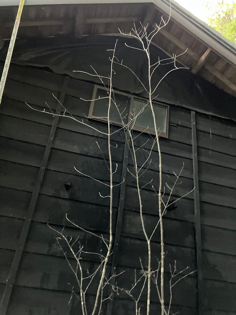 山採り　アオダモ　コバノガマズミ　混合株