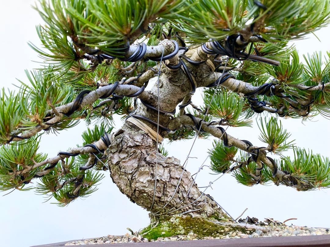 白木盆栽園 宮島五葉松 盆栽 樹高39センチ 黒松赤松五葉松真柏雑木趣味