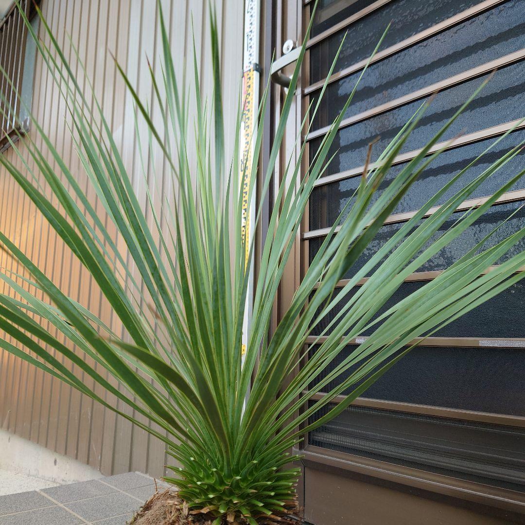 ユッカ ロストラータ《H=約70㎝》290