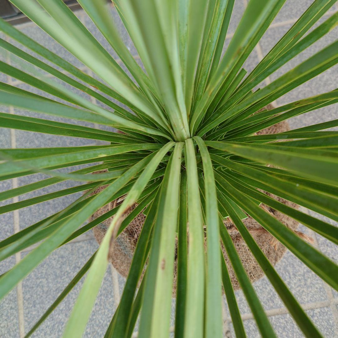 ユッカ ロストラータ《H=約70㎝》290