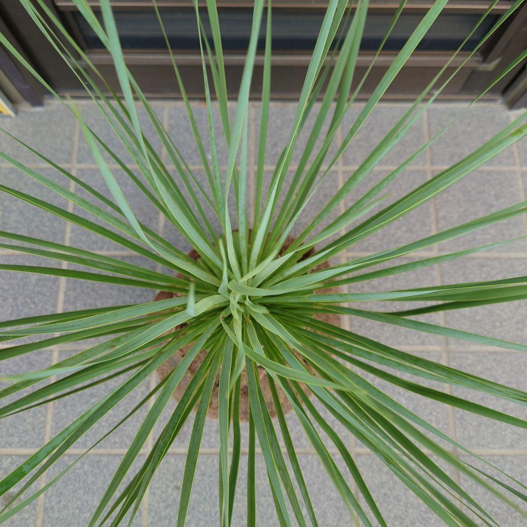 ユッカ ロストラータ《H=約70㎝》290