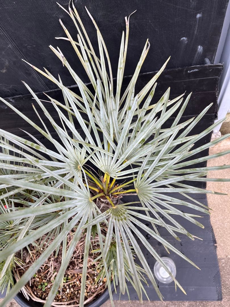 チャメロプスセリフェラ 白銀葉 大分頭株 観葉植物 特大 扇状葉 黒鉢