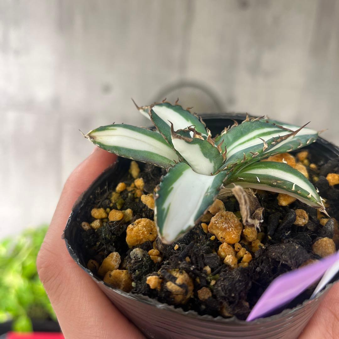 アガベ太陽神白中斑入り抜き苗発送