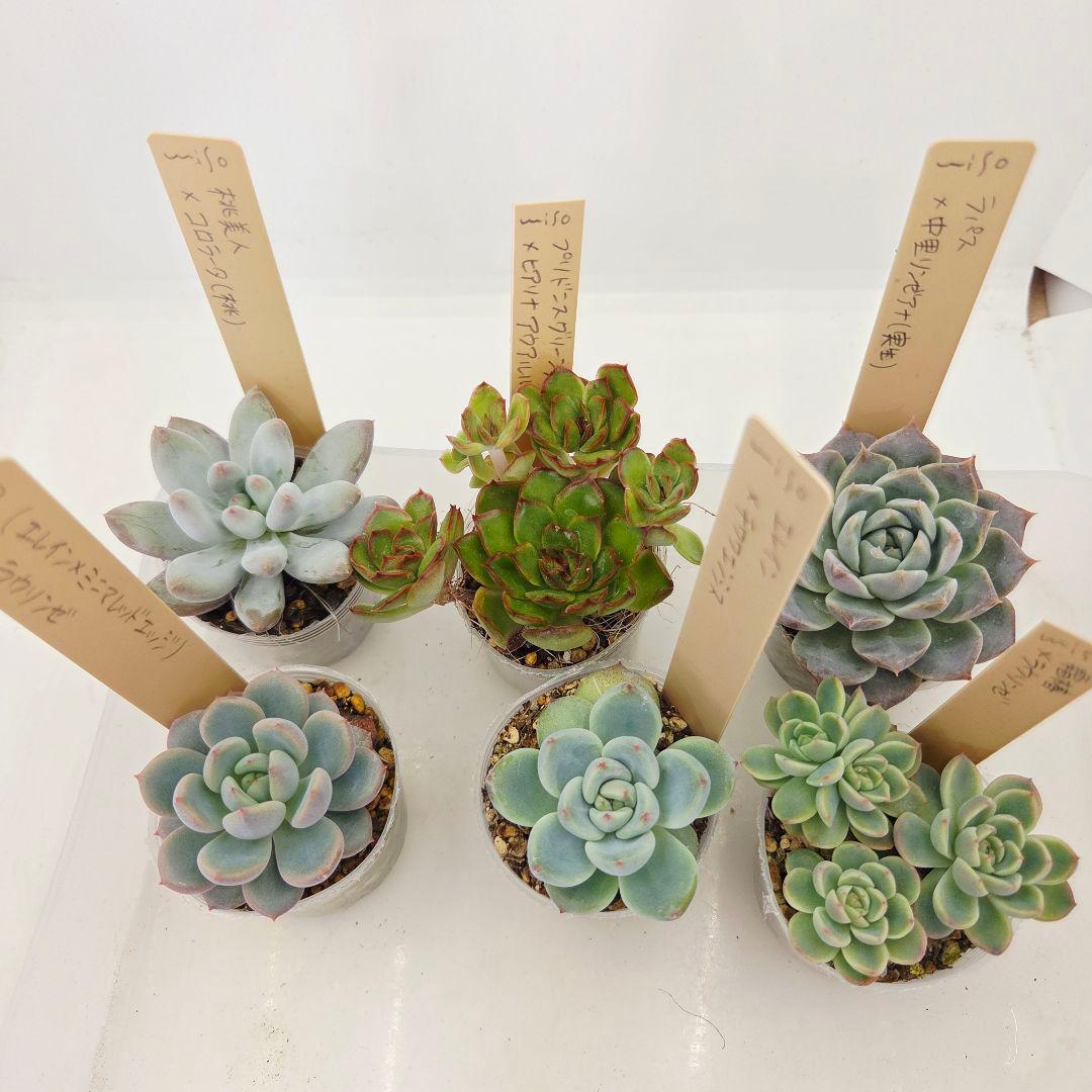 同梱ひまゆき様①大きめ苗 さくらホイップ❣️中里リン❣️エレイン交配❣️発根済