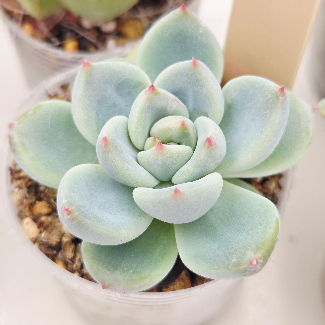 同梱ひまゆき様①大きめ苗 さくらホイップ❣️中里リン❣️エレイン交配❣️発根済