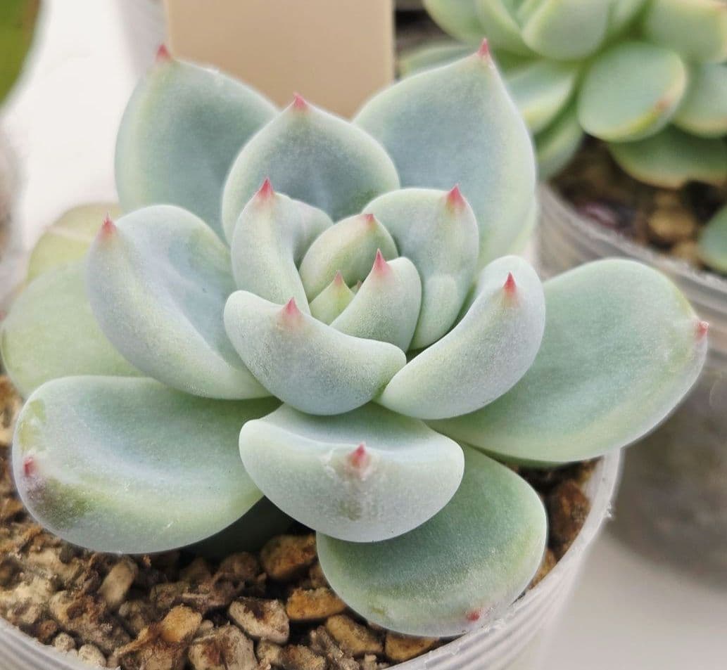 同梱ひまゆき様①大きめ苗 さくらホイップ❣️中里リン❣️エレイン交配❣️発根済