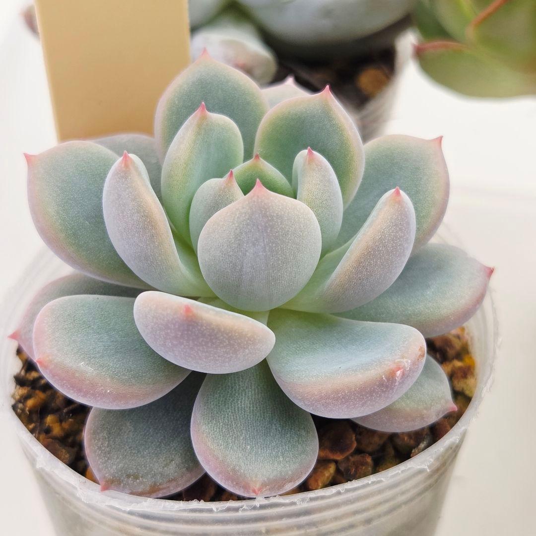 同梱ひまゆき様①大きめ苗 さくらホイップ❣️中里リン❣️エレイン交配❣️発根済