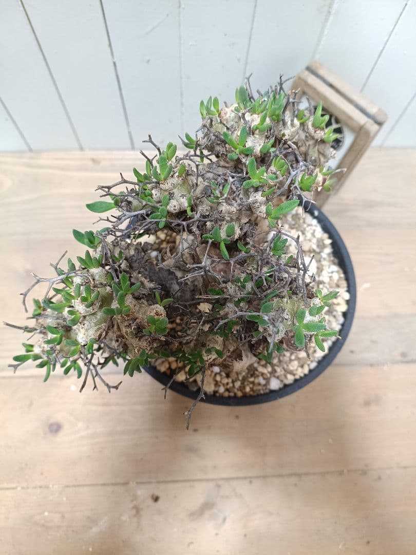 T068 発根済み 大株！！チレコドン レティキュラータス 万物想 現地球