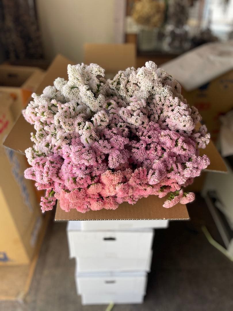 スターチス　ニュアンス系お任せmix 80→100本