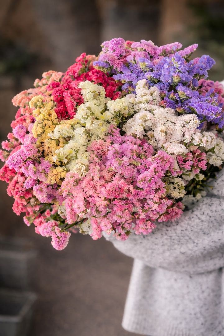 スターチス　ニュアンス系お任せmix 80→100本