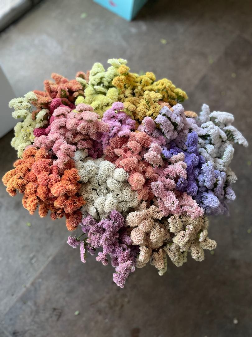 スターチス　ニュアンス系お任せmix 80→100本