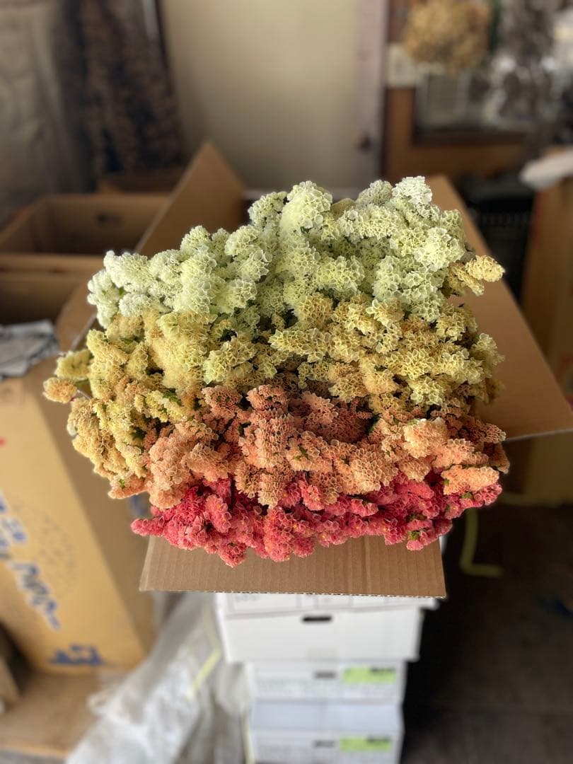 スターチス　ニュアンス系お任せmix 80→100本