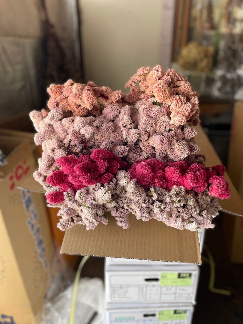 スターチス　ニュアンス系お任せmix 80→100本