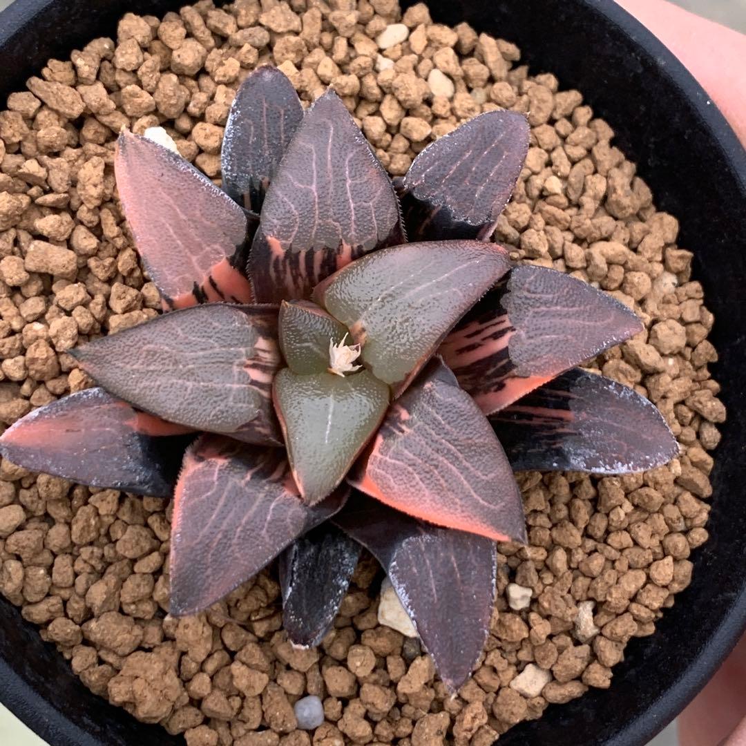 多肉植物 ハオルチア コレクタ錦 - メルカリ