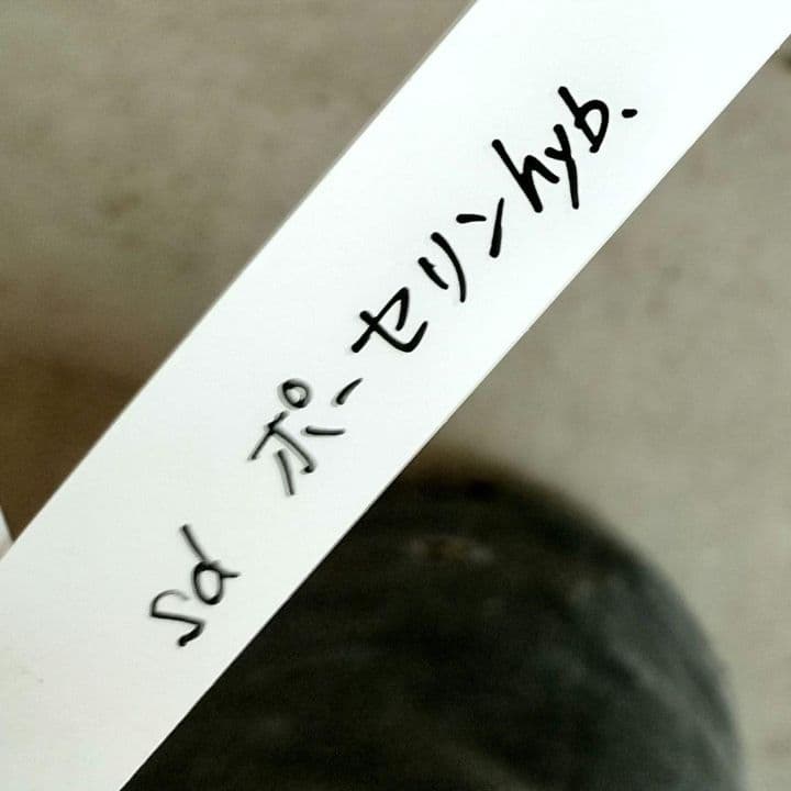 クリスマスローズ　sdポーセリン系　赤　原種交配　大木ナーサリー　バラ　苗　鉢