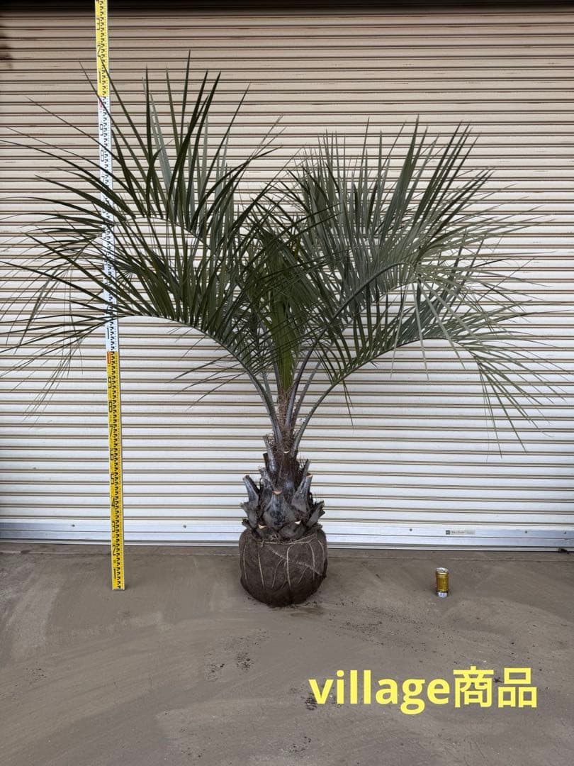 送料込み ココスヤシ シルバーリーフ 幹極太 形状良 庭木 シンボル