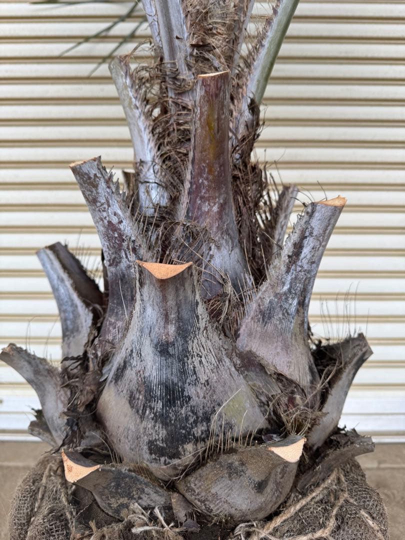 送料込み ココスヤシ シルバーリーフ 幹極太 形状良 庭木 シンボル