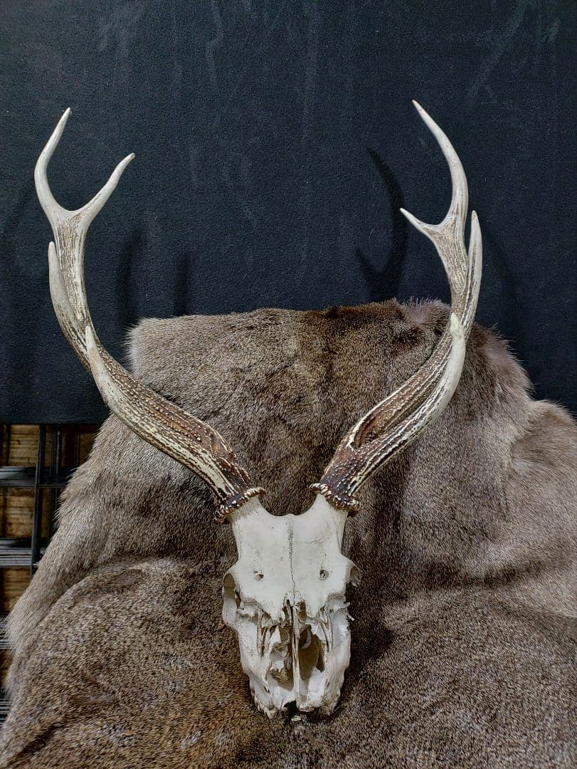 ヴィンテージ風蝦夷鹿の頭部置物