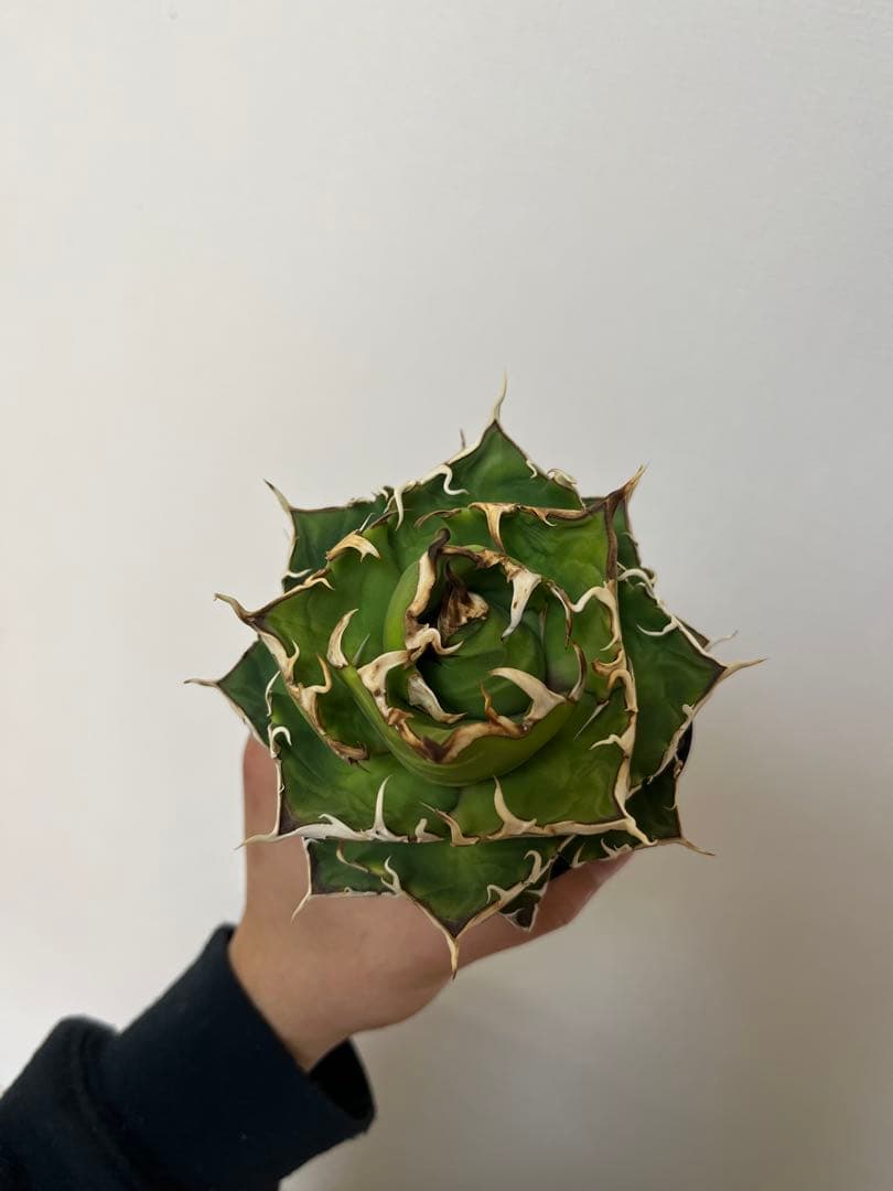 【現品】アガベ　チタノタ　鬼爪　雪峰