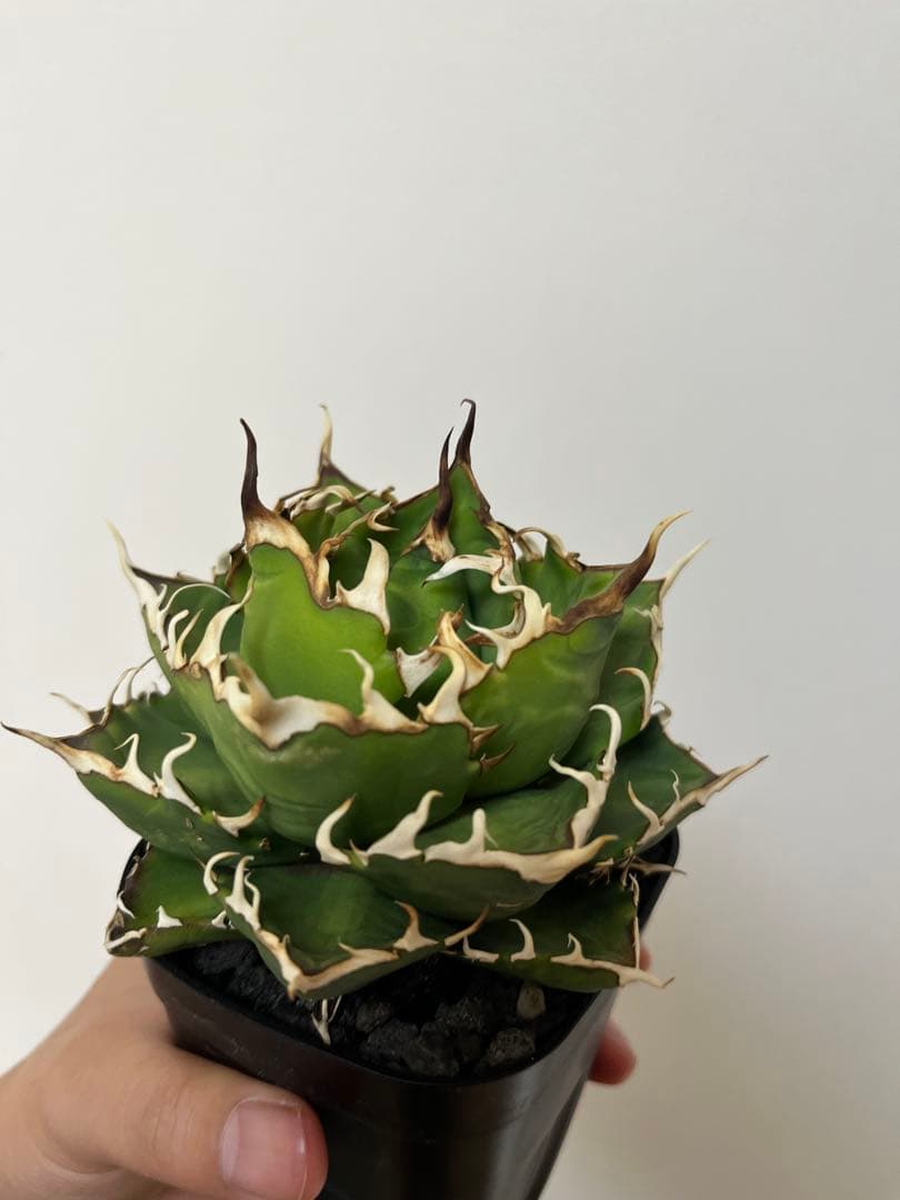 【現品】アガベ　チタノタ　鬼爪　雪峰