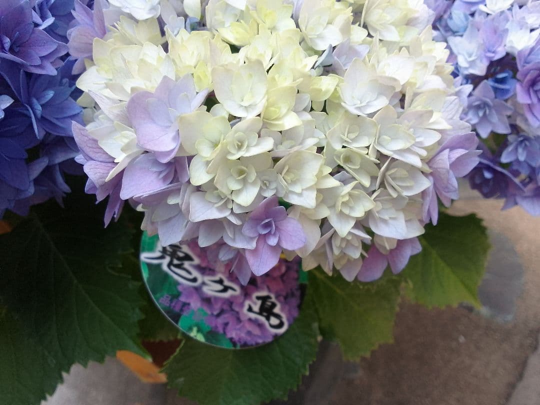 アンティークカラーに。。◇ボリューム満点◇幾重にも重なった花弁