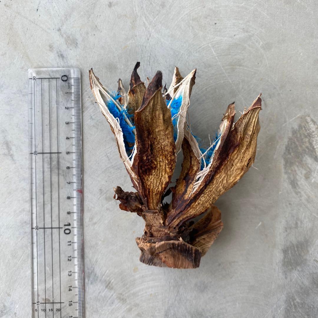 旅人の木② タビビトノキ 宮古島 - メルカリ