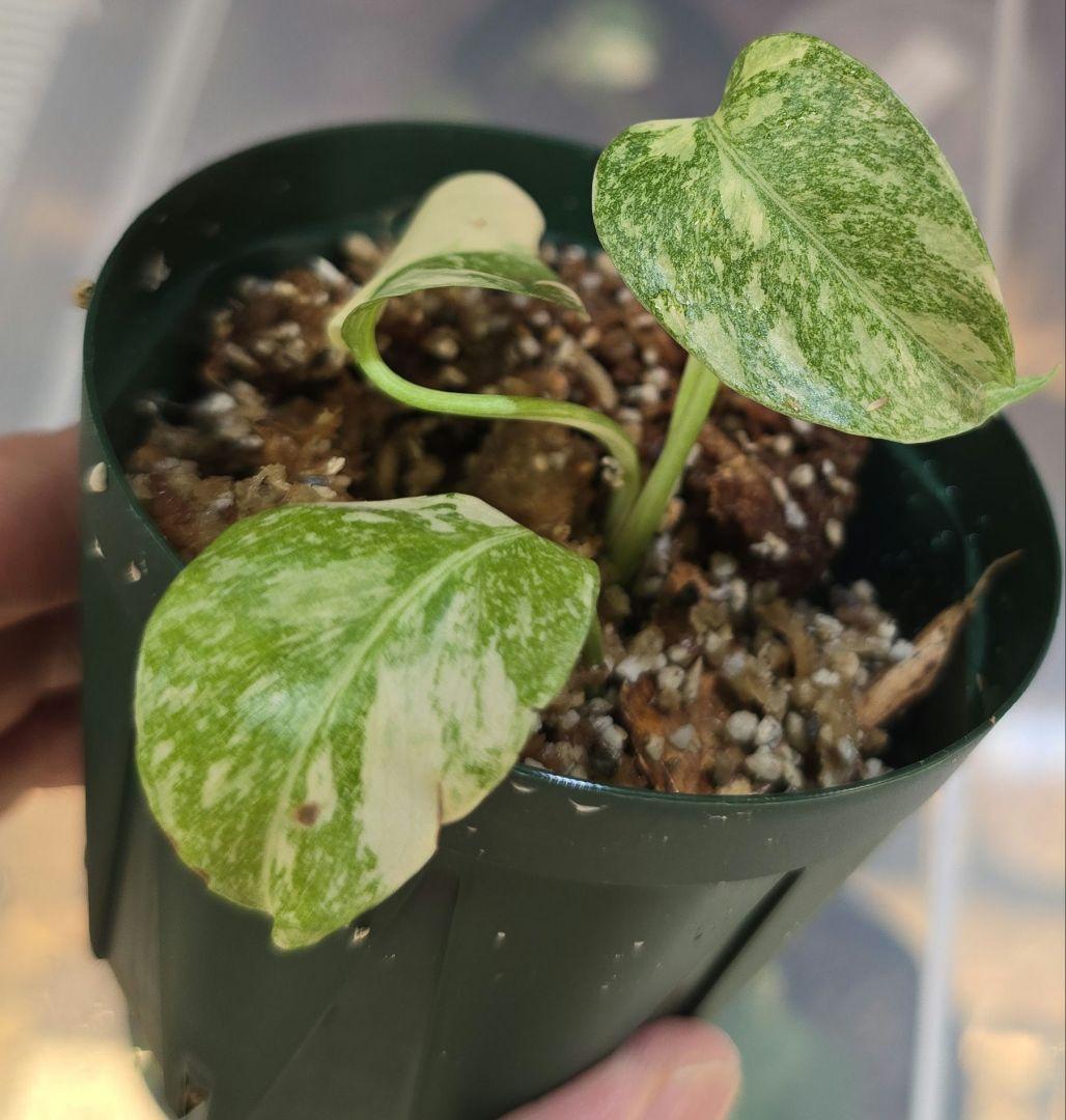 モンステラ ”レガシー”斑入り 順化済み！Legacy