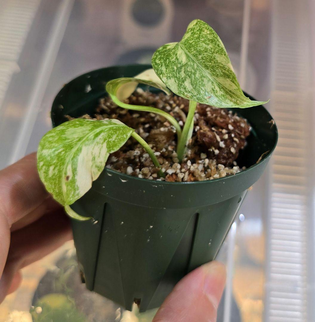 モンステラ ”レガシー”斑入り 順化済み！Legacy