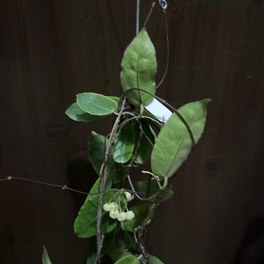 haus oli様インフラータ