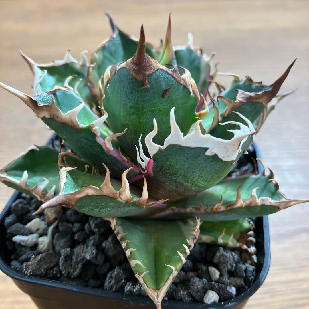 匿名配送【鉢ごと発送】活着　特大　アガべ　チタノタ　赤猫錦　覆輪斑　TC