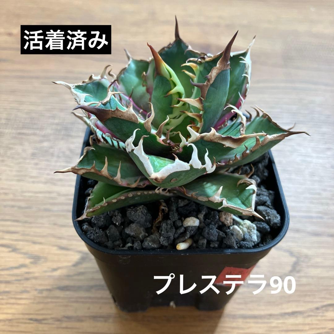 匿名配送【鉢ごと発送】活着　特大　アガべ　チタノタ　赤猫錦　覆輪斑　TC