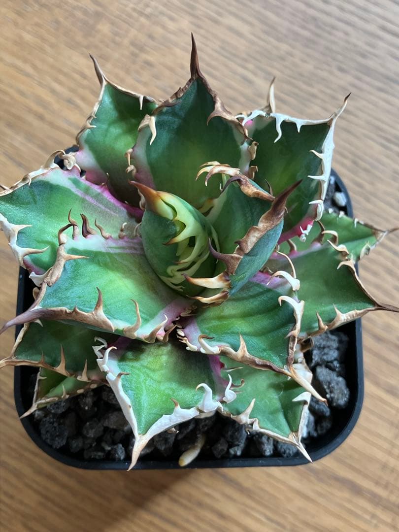 匿名配送【鉢ごと発送】活着　特大　アガべ　チタノタ　赤猫錦　覆輪斑　TC