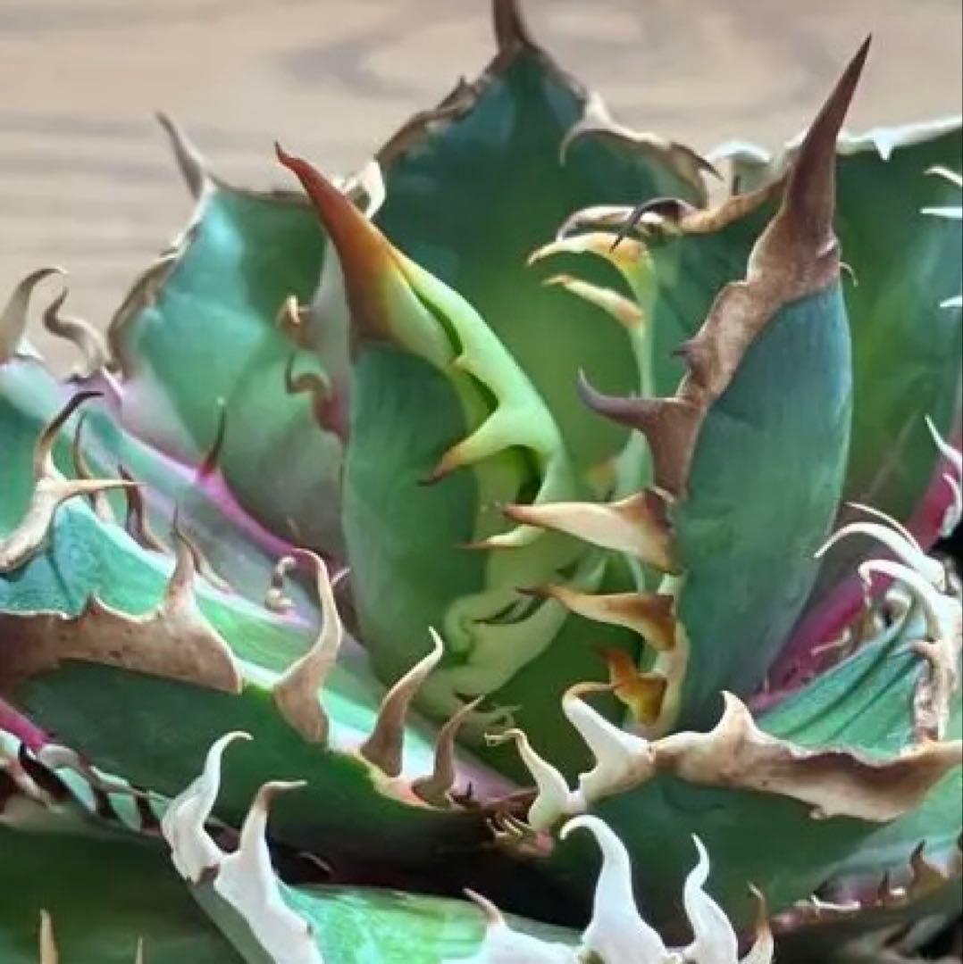 匿名配送【鉢ごと発送】活着　特大　アガべ　チタノタ　赤猫錦　覆輪斑　TC