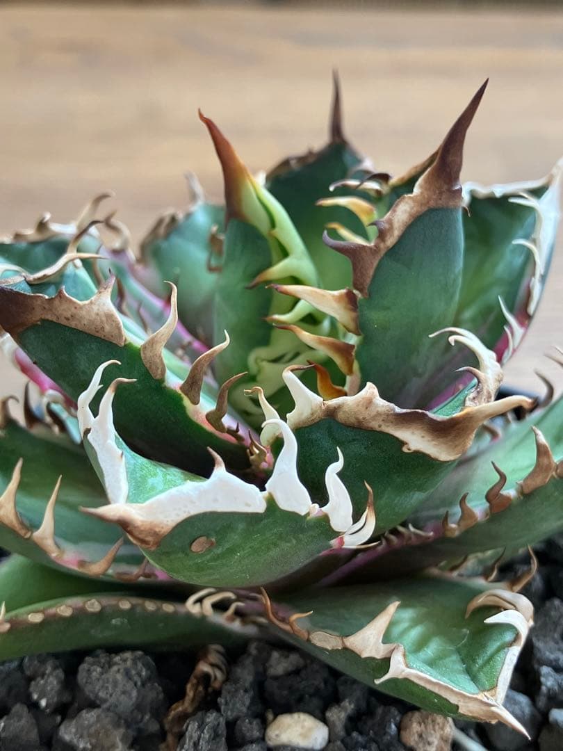 匿名配送【鉢ごと発送】活着　特大　アガべ　チタノタ　赤猫錦　覆輪斑　TC