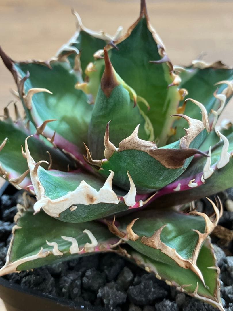 匿名配送【鉢ごと発送】活着　特大　アガべ　チタノタ　赤猫錦　覆輪斑　TC