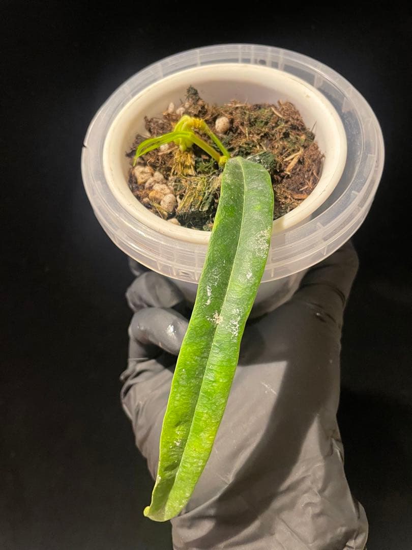 年末セール レア ホヤ 蕾つきHoya Platycaulis サクララン