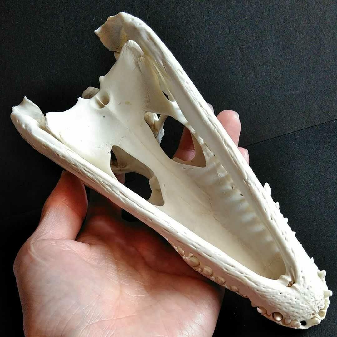 骨格 標本 ワニ 頭骨 クロコダイル シャムワニ - メルカリ