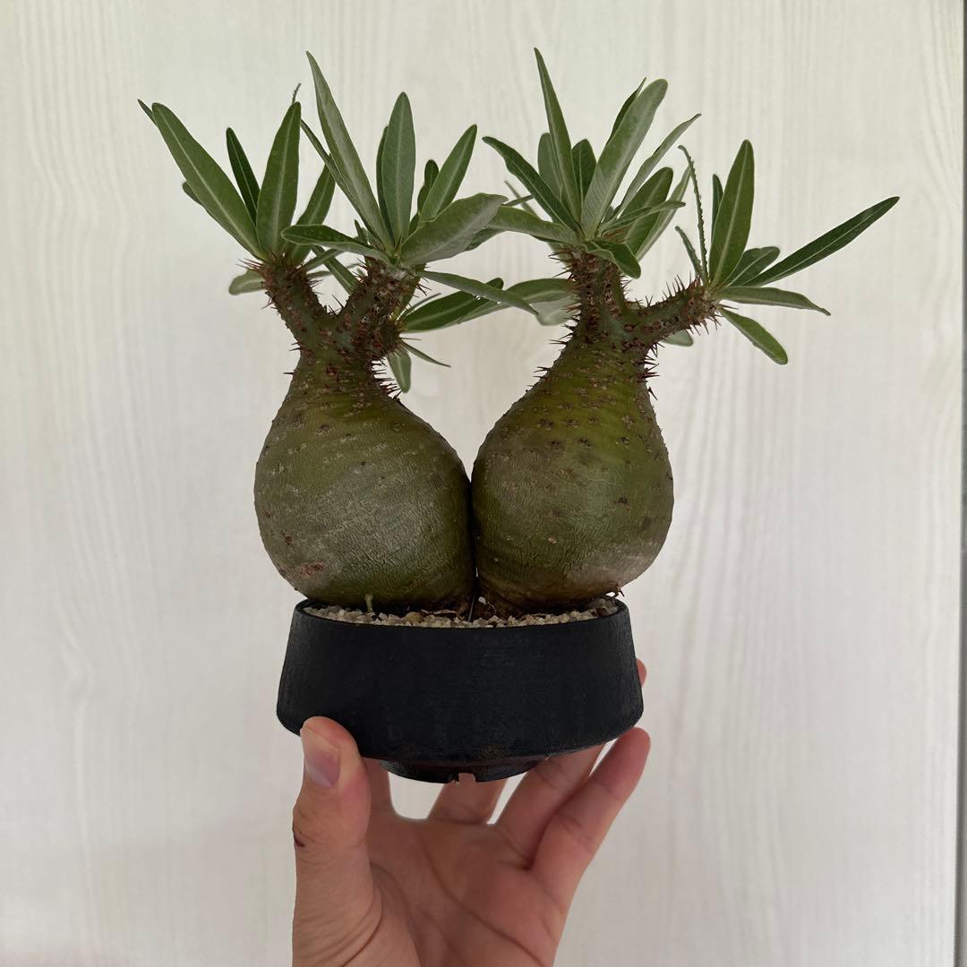 パキポディウム　グラキリス　二頭株　発根済