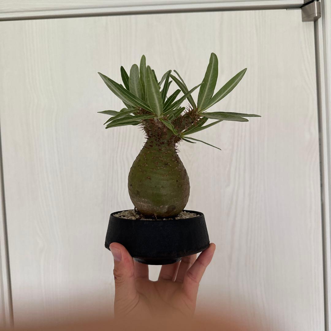 パキポディウム　グラキリス　二頭株　発根済