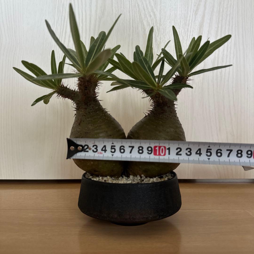 パキポディウム　グラキリス　二頭株　発根済