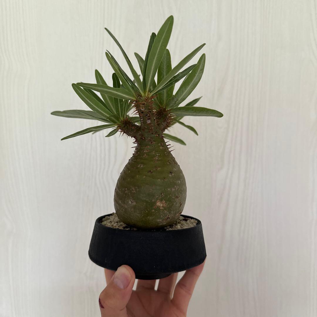 パキポディウム　グラキリス　二頭株　発根済